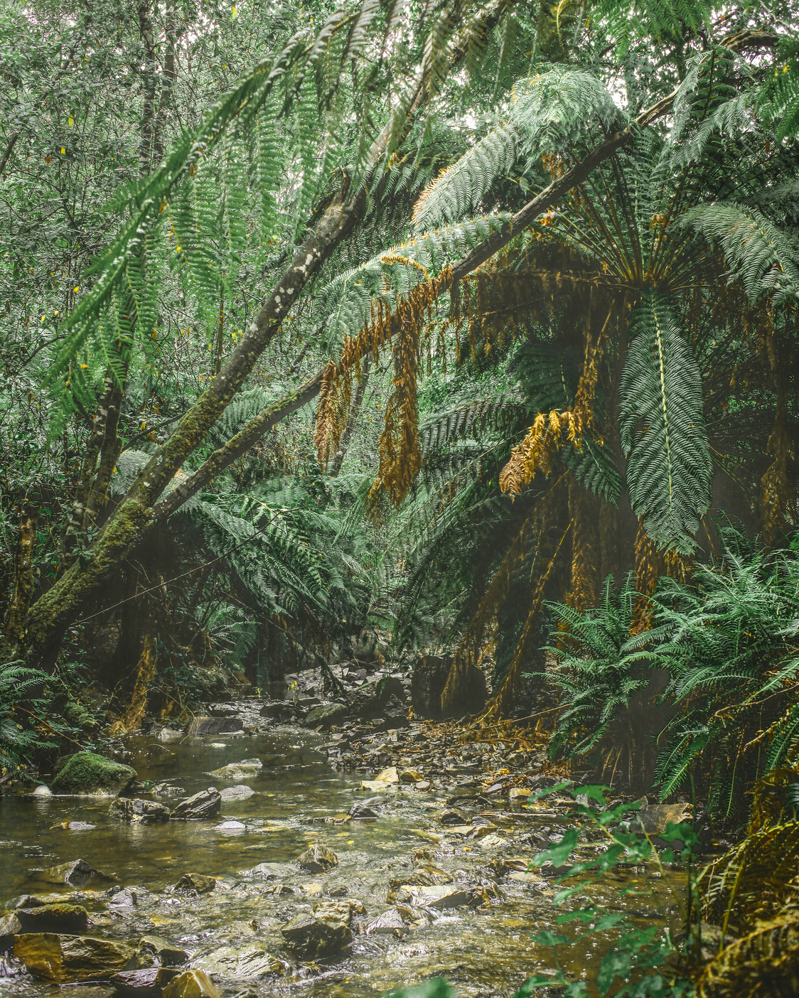 Plants Inside a Jungle 